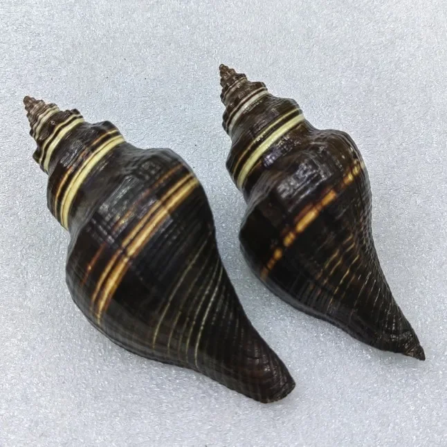 10-14 cm Prírodná čiara Červená špirála slimák slimák škrupina Hermit Krab Shell náhradná rybová nádrž Decorácie akvárium krajinárna úpravy morskej úpravy
