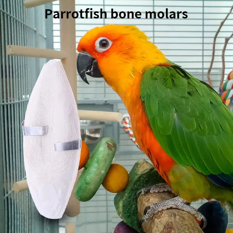 11 cm Prírodná sépová kosť pre vtáky Pet mletie Cuttlefish Bone Chew Hračka vápnikovej cetle kosť pre plazy Paráky Paráky papagáj Parrot