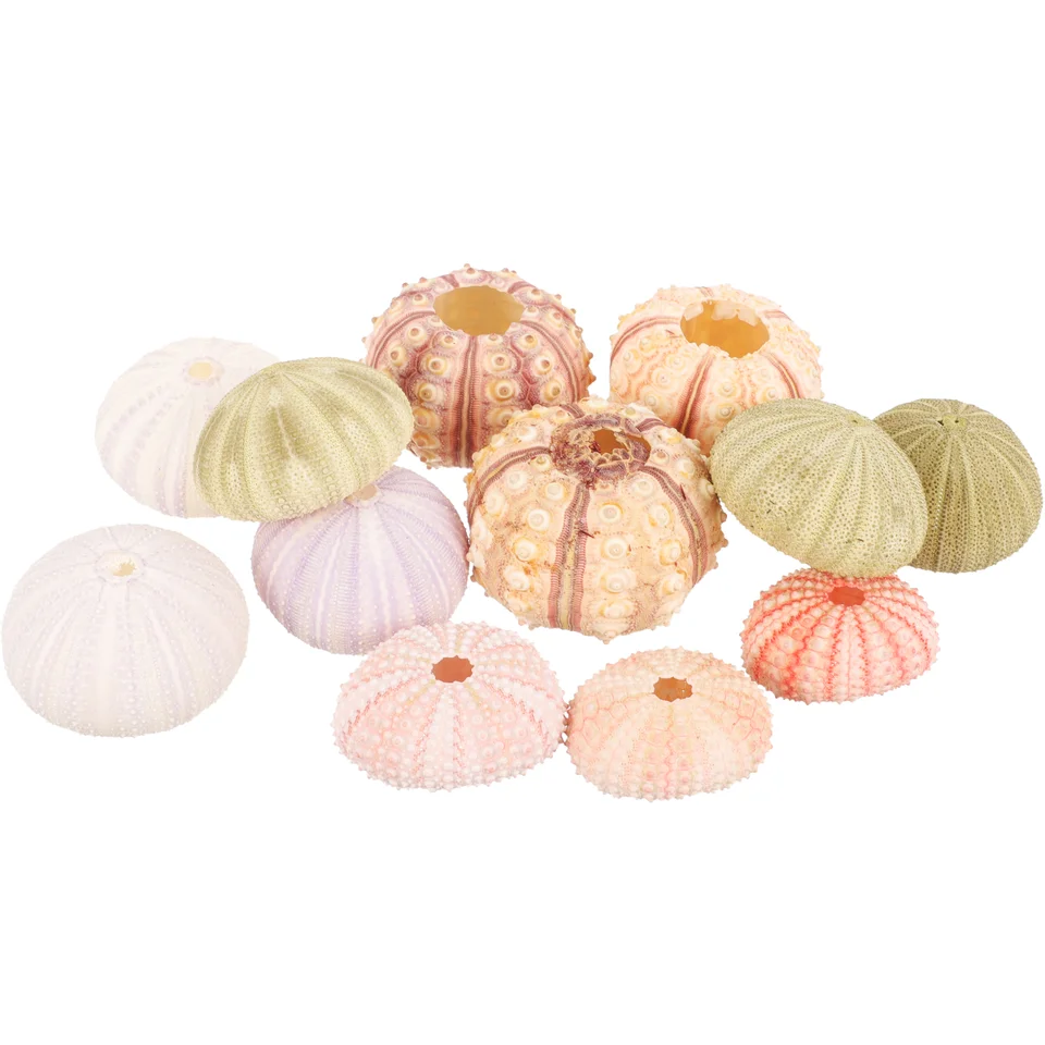 12 ks konzoly prírodná škrupina Rastliny pre ryby Rastliny Air Seashells Pot Urchins Photo Prop