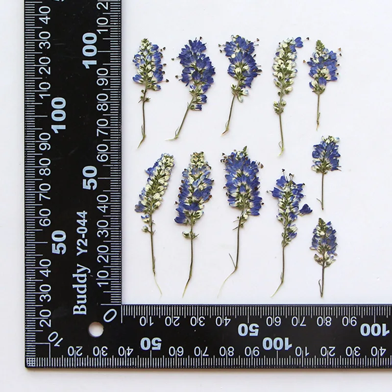 120ks 3-6cm Vytlačené sušené Salvia kvetina japonica kvetí herbarium pre živicu Epoxy šperky karty záložiek rámový make-up make-up lampa lampa