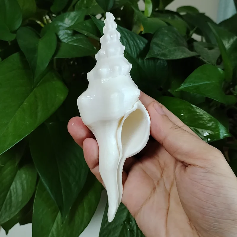 15-18 cm vretená bieleho Salisbury Conch Conch Big Real Seashell Fusinus toreumus darček pre ryby akvárium večierok Svadobný domov dekor