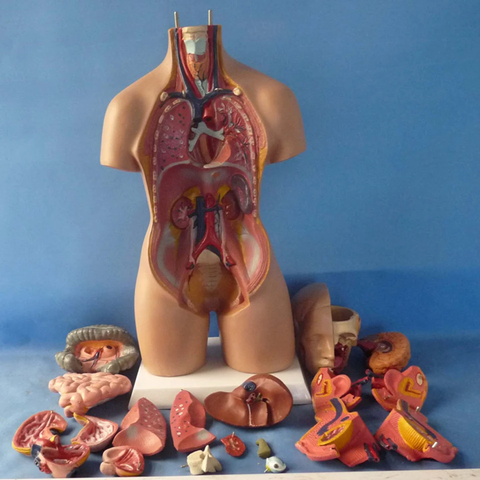 19 častí 55 cm Model ľudského trupu Zhromaždené lekárske anatomické telo Bisexuálne anatomické modely Zhromaždenie Vedecké nástroje
