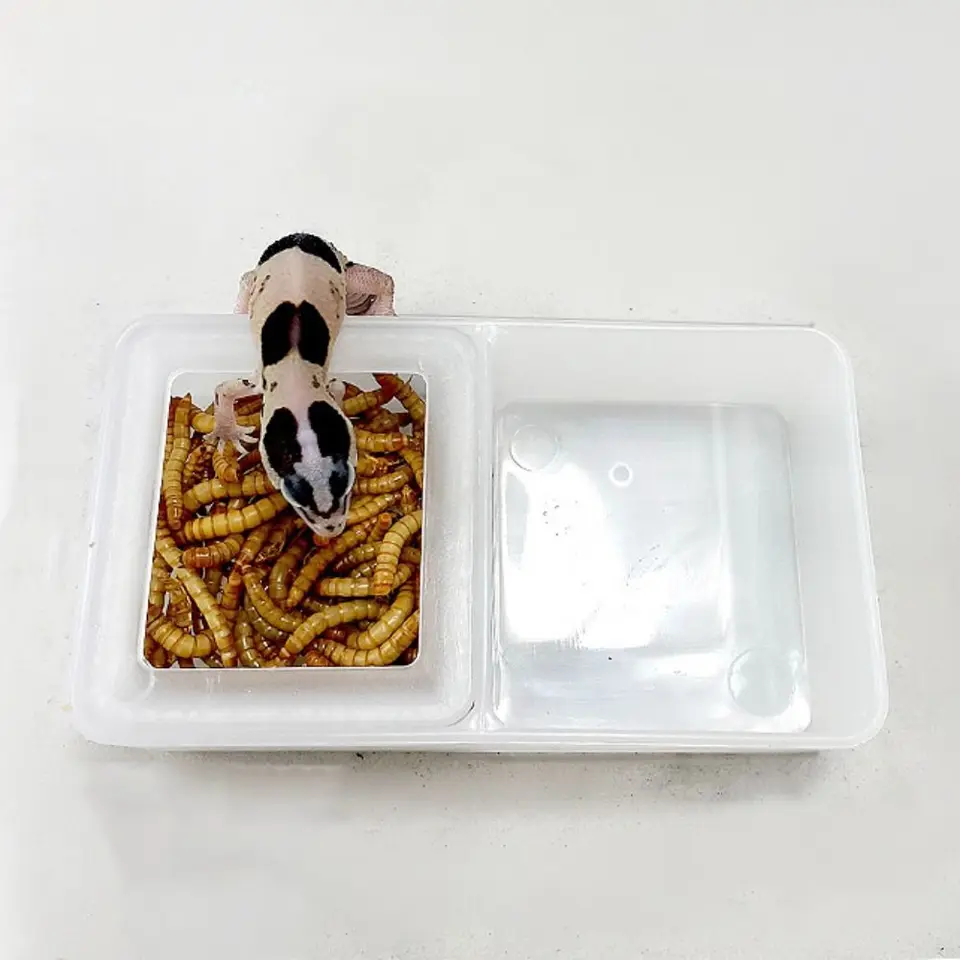 1PC platená nádrž na hmyz pavúky mravce hniezdo Food Kŕmenie misky Plastové chovné kŕmne kŕmne Pet domáce záhradné farmárske potreby