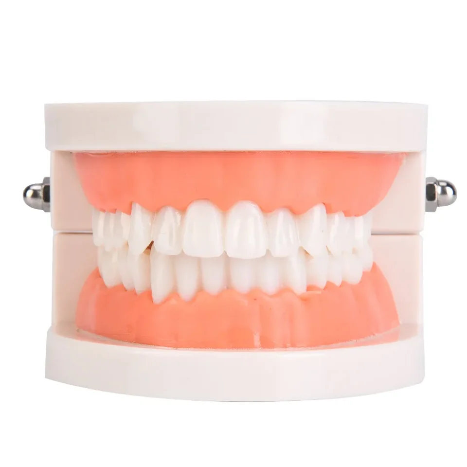 1pcs orálna starostlivosť Vzdelávanie Model Model materských škôl detské zuby Model zubné laboratórium zdravotná starostlivosť zuby PE Model Soft Gum Model