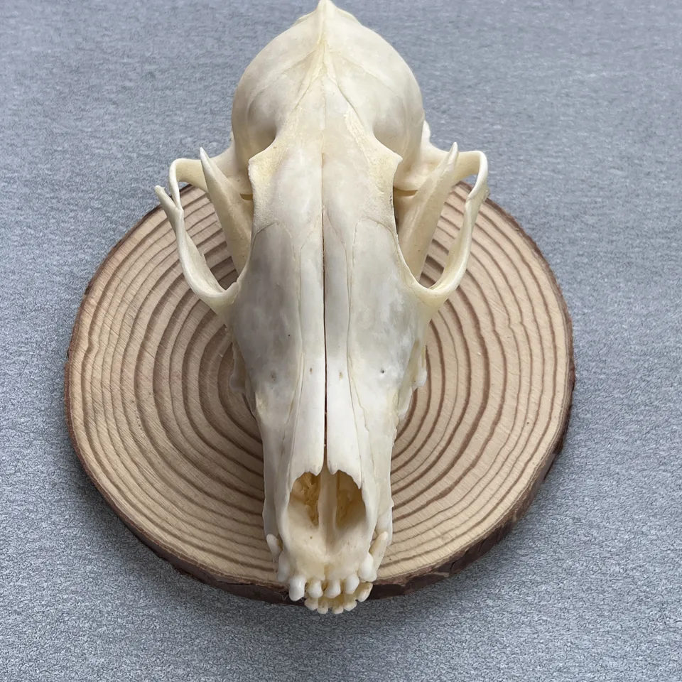 2/4/6/8/10ks taxidermy skutočná kosť líška lebka, kosti skutočné pre remeslo, dekorácia lebky pre dom, štúdia zberateľských vzoriek