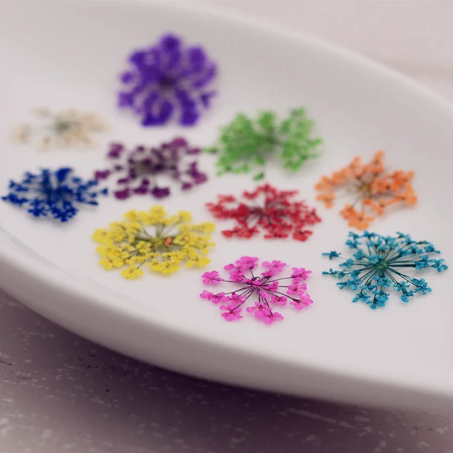 24x Prírodné sušené kvety 2-2,5 cm čipky kvetina DIY lisované herbarium kvetiny dekoratívne remeselné remeslá sklenené nálezy glóbus