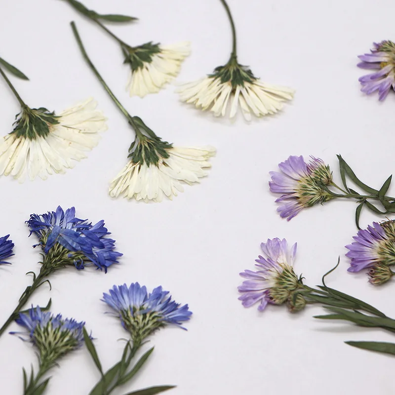 3-6 cm/24ks, Aster nová-belgii tlačená kvetina Chrysanthemum, rastlinný materiál DIY Drop Lepmark Pase Pase Pase Foto Rám
