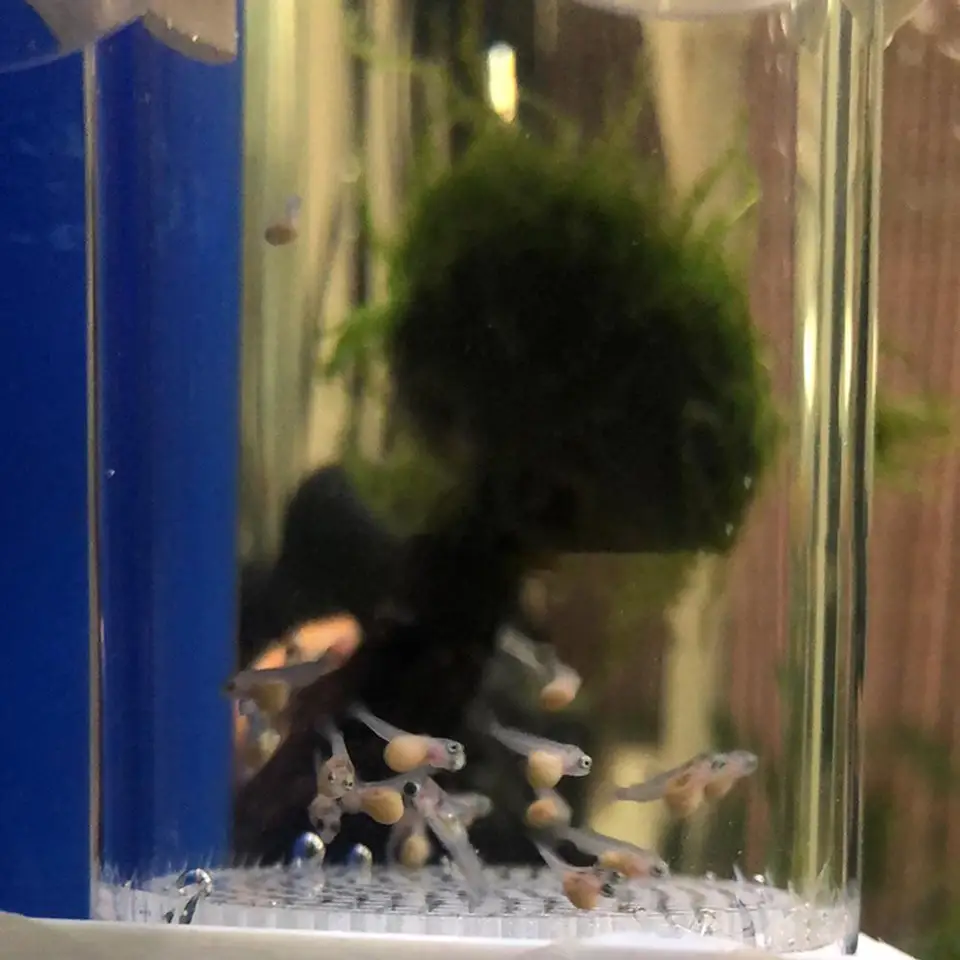 40 mm inkubátor rýb inkubátor liahne akvárium Cichlids liahne vajcia namiesto ústa