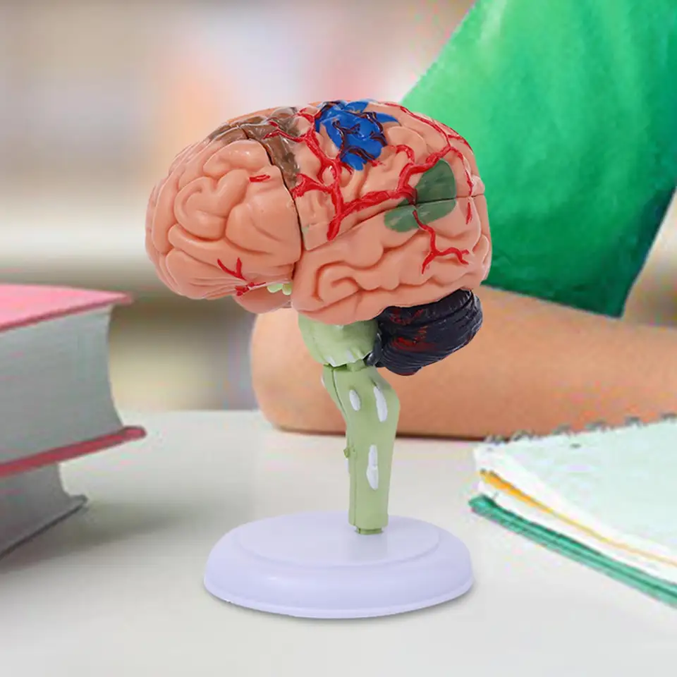 4D demontované anatomicky modelujú ľudský mozgový model anatómiou stola figurín