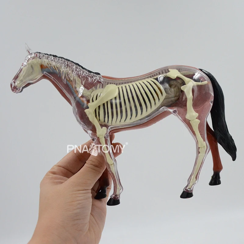 4D Vision Horse Anatomical model Horse Skeleton Anatomy Anatomy Vzdelávacie vybavenie Výučba detí Darček kmeň DIY model
