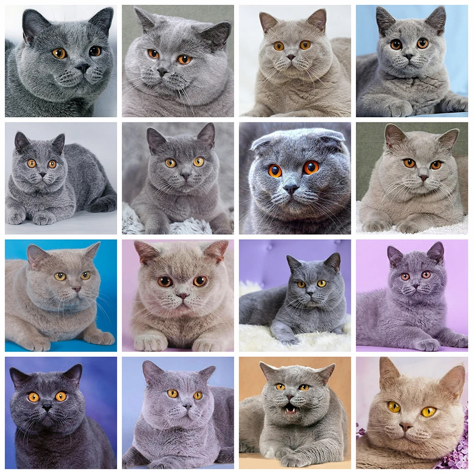 Evershine 5d DIY Diamond Painting Cat Full Square Diamond výšivok krížové stehy zvieratá kamienok Mozaika Domovod Darček darček