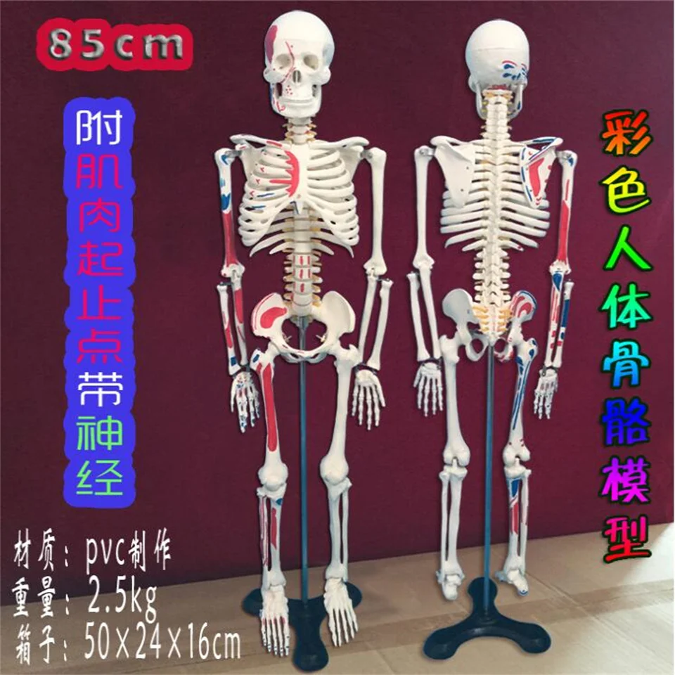 Farebné ľudské figuríny na celom tele, svalové začatie koncového bodu, model neurológie, Halloween Doll, 1pc, C005, 85 cm