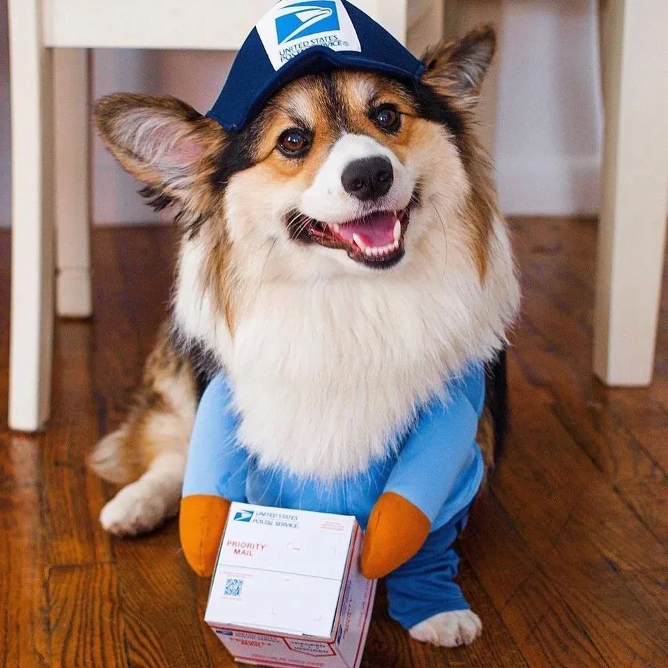 Funny Express Transformation Pack Dog Pet Cat Stredne veľký pes Halloween dekorácie Dodávky kostýmy oblečenie