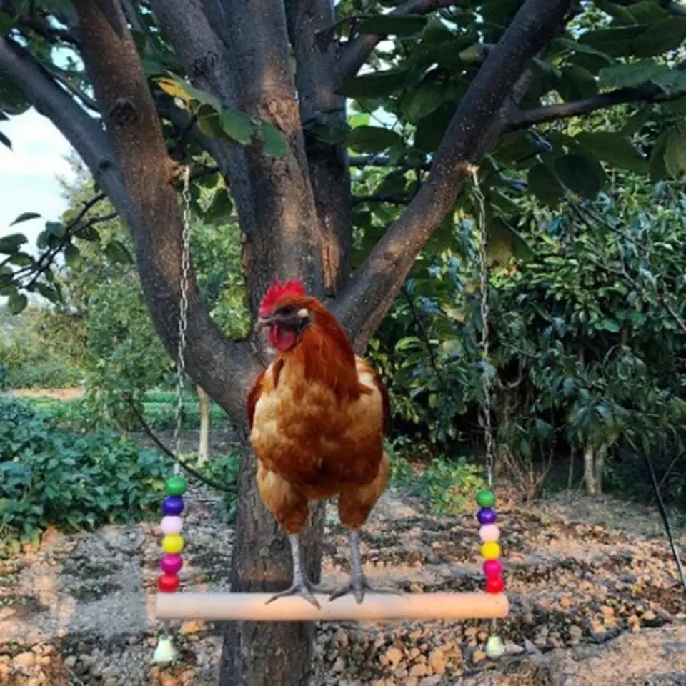 Hračka kuracieho hojdačky, prírodné drevené kuracie ostriež pre sliepky papagáj Parrot Bird, kuracie voľne stojaté výkyv