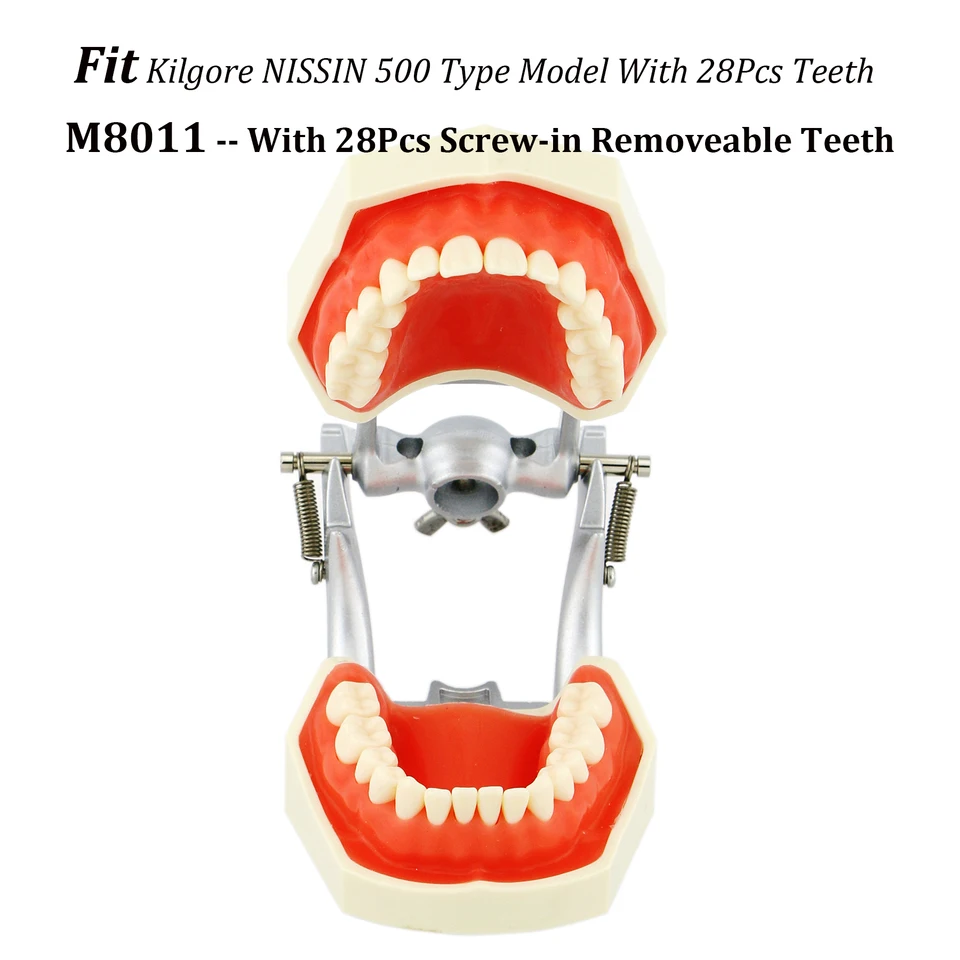 Kilgore Nissin 500 Typový model s 28ks zubami prispôsobený zubným skrutkovaním 28ks zubov Model Pracovná plnenie štandardného Typodont M8011