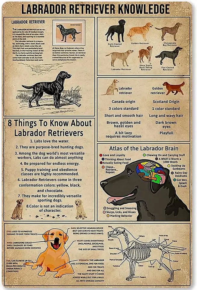 Labrador retriever vedomosti umenia dekora