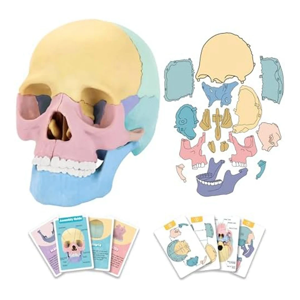 Model lebky Anatomy, ľudská anatómia lebka, odnímateľná mini ľudská lebka, výučba kliniky