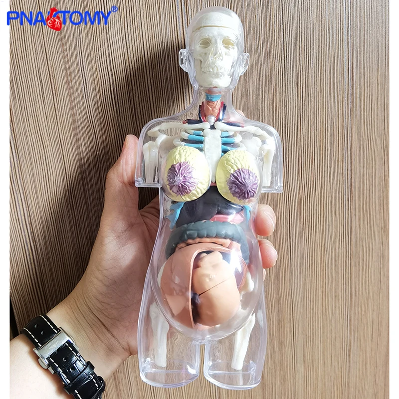 Priehľadné ľudské telo Anatomické používanie Tehotná ľudská kostra DIY Anatómia Model vzdelávací vybavenie Medical Sciences 4D Master