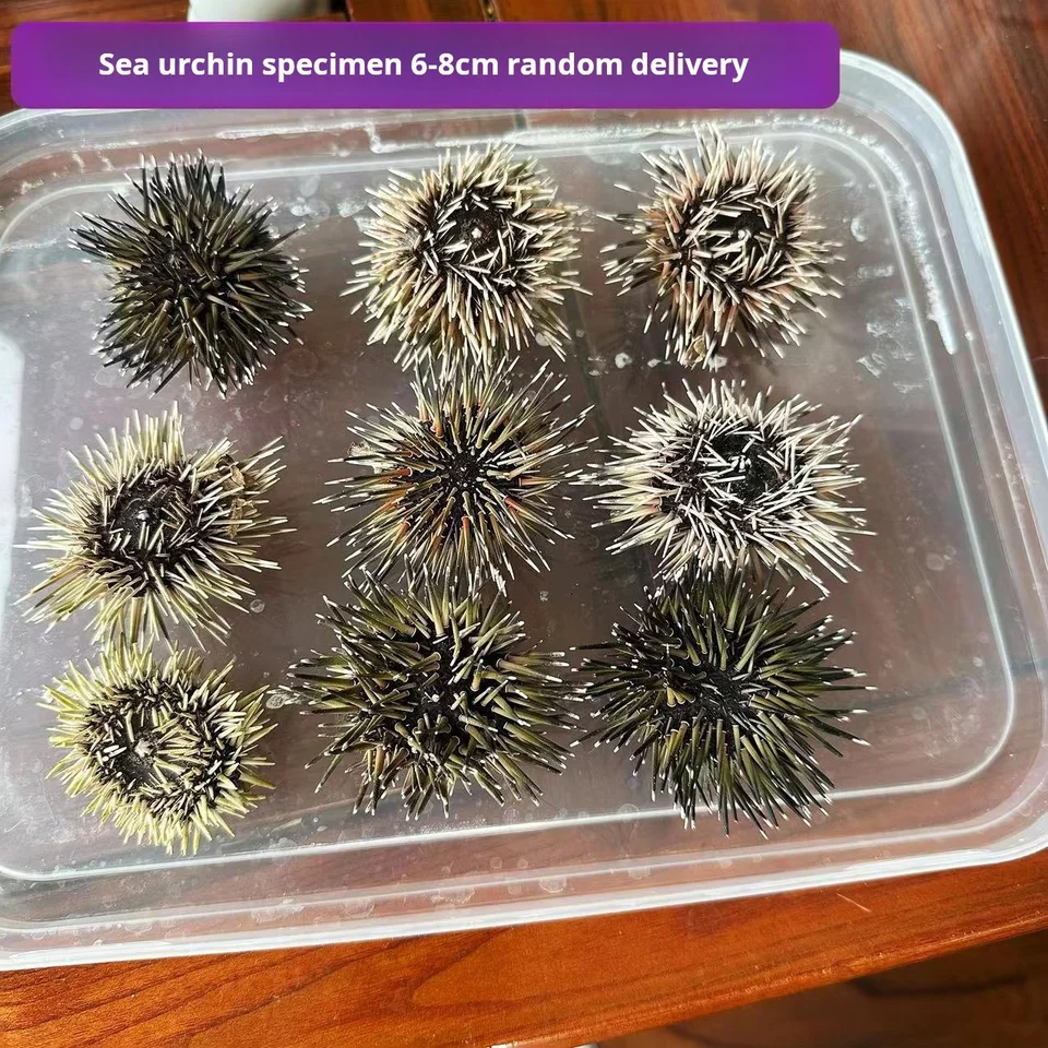 Prírodné aquarium s škrupinami, vzorka morského ježkového, 6-8 cm
