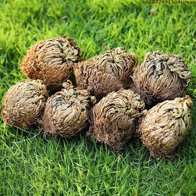 Prírodné Jericho Rose sušené selaginella tamariscina gule pre domácu záhradu dekorácie DIY živice šperky Crafty Sviečky