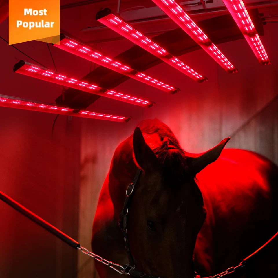 Redfy Barn Používa koní LED terapia LEGE LIGHT Infračervené soláriové zariadenie FLOW BELE ošetrenie infračervené červené svetlo terapeutické zariadenie Kôň