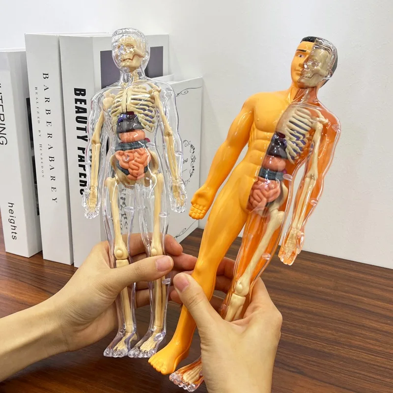 Simulácia 3D ľudský trup modelu Detská anatómia ľudského kostrového orgánového modelu hračky DIY ľudské orgány Hračky Vzdelávacie hračky