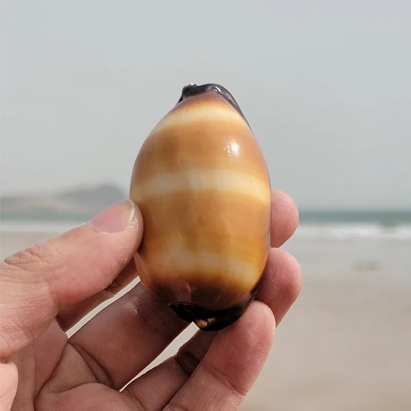 Talparia Talpa F.Saturata Natural Conch Shell Fish Tank Dekoratívna kolekcia vzoriek pre popularizáciu vedy