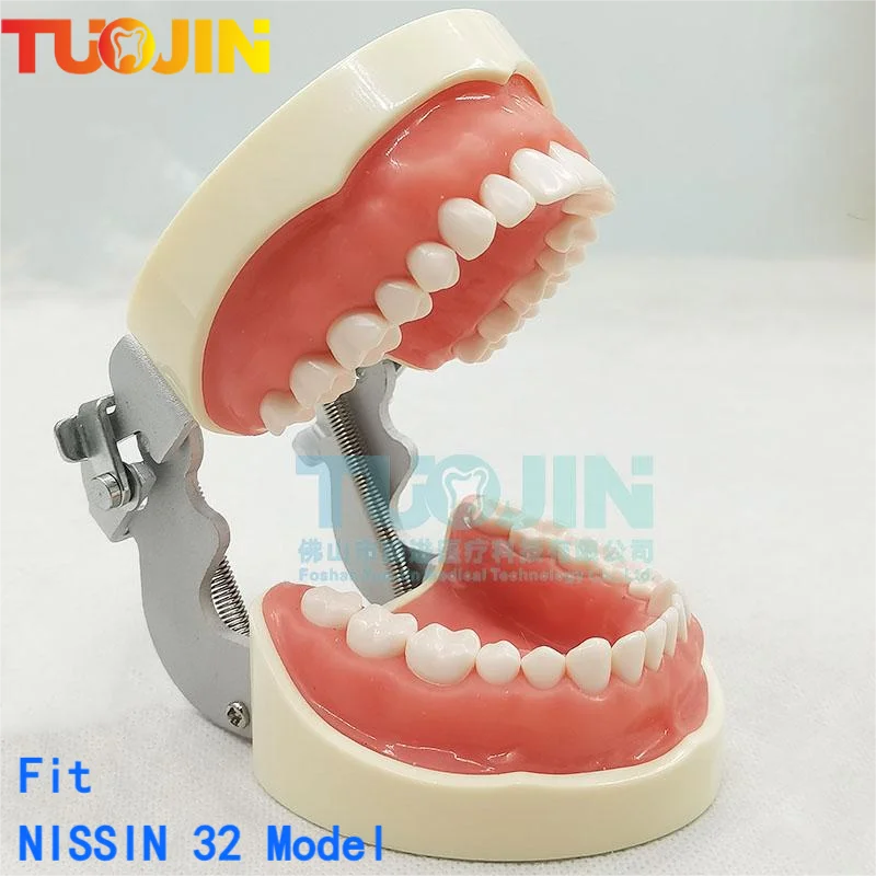 Tréning zubného modelu Typodont 32ks Model zubov pre zubný technik Výučba zubov zubov zubov zubné zubné zariadenia