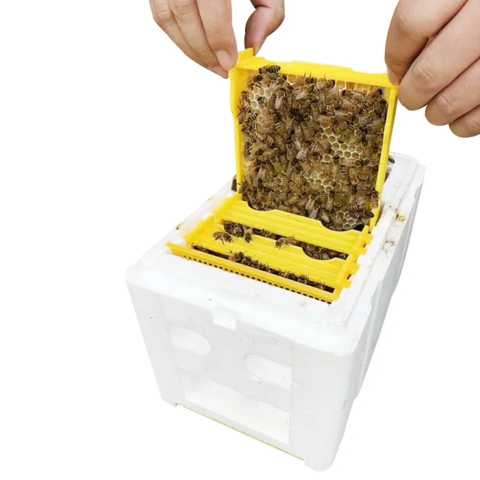Vysoko hustota pena ele eve včela King opeľovací box včeliek párovanie kopulácie včelárstvo včelárske vybavenie apikultúry