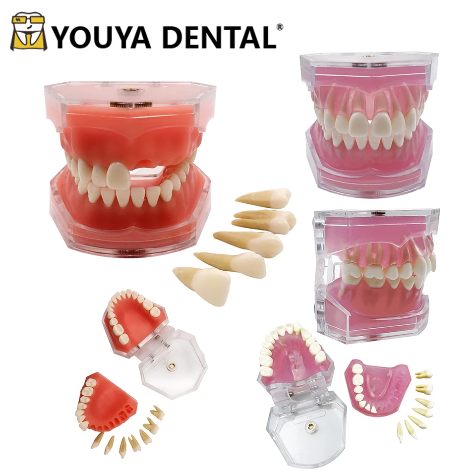 Zubné zuby vyučovacia prax Model Model Soft Gum Tyodont Zubné modely pre školenie zubných technikov Výskum štúdia Modelovanie