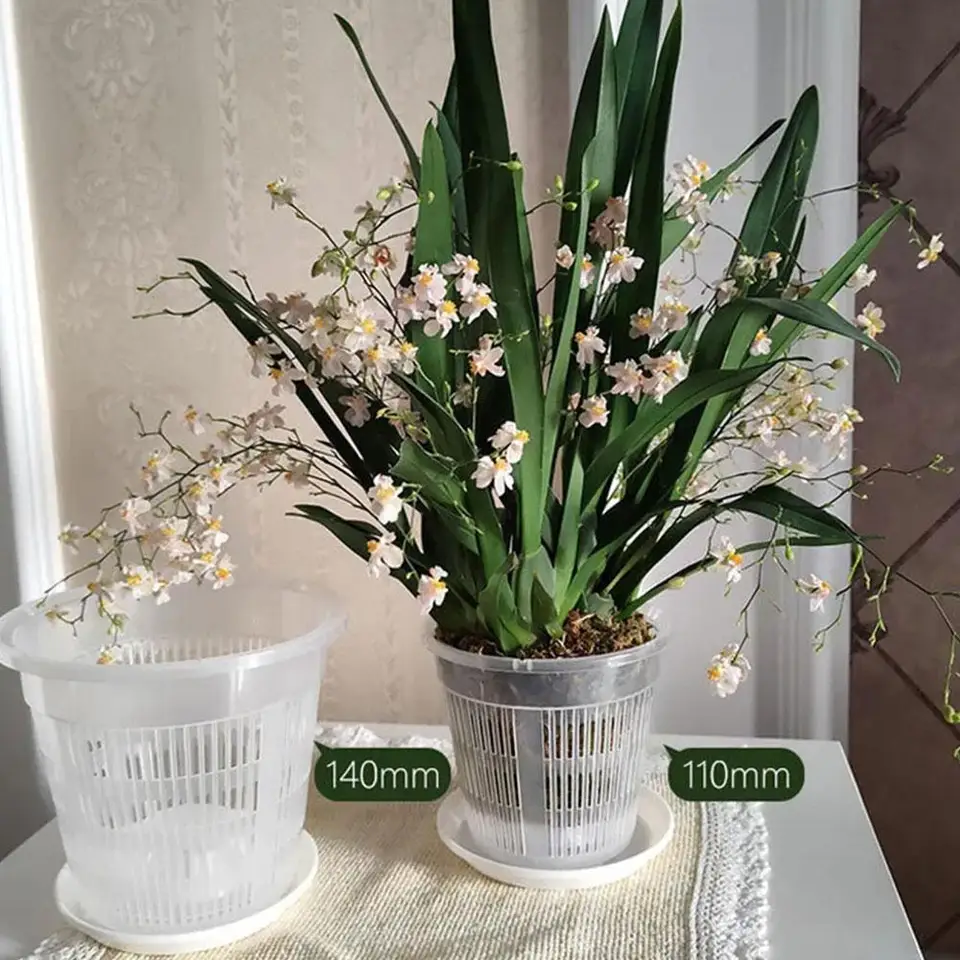 Ôk koreňová kontrola priehľadného kvetu pre falaenopsis orchidey cattleya priedušná nádoba