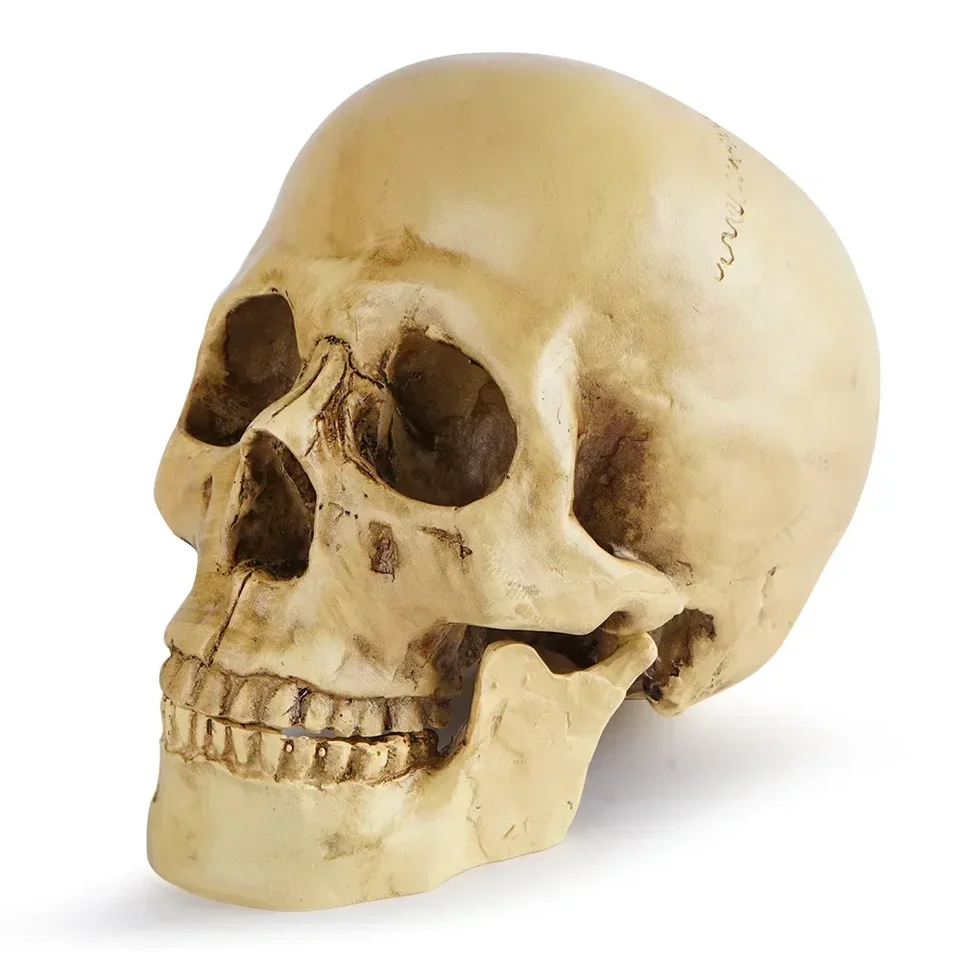 Život materiál životná veľkosť ľudská anatómia Model 1: 1 Vysoko realistická replika ľudská dospelá lebka hlava kosti model Halloween dekorácia