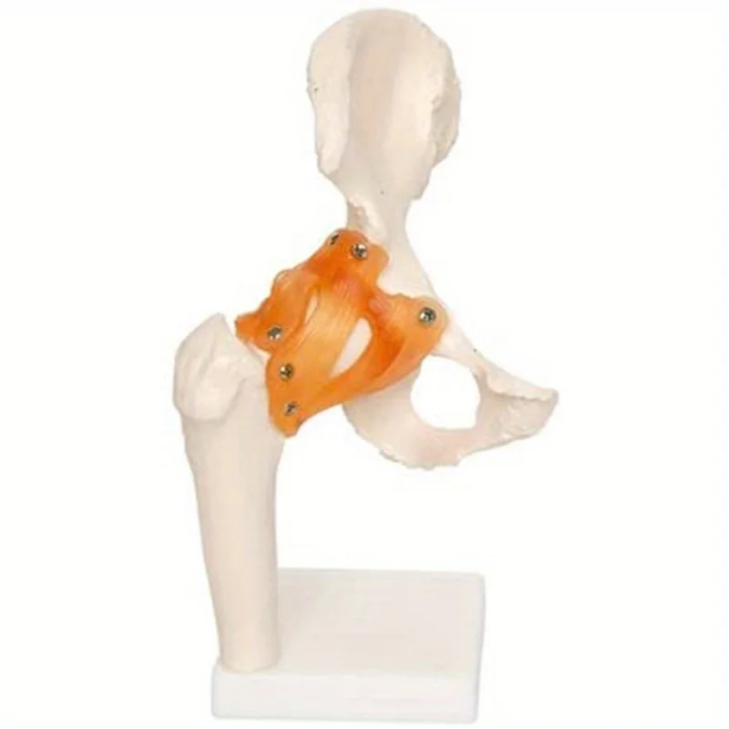 Životná veľkosť anatomického modelu bedrového kĺbu ľudská kostra anatómia Cvičenie kostí Orthopedické bolesti výučby Zdroje